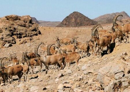 سرشماری پهپادی حیات وحش آذربایجان‌شرقی