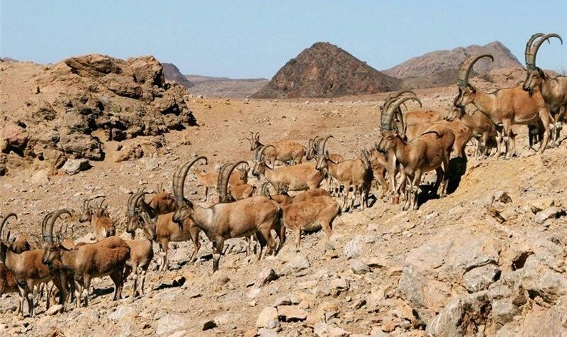 سرشماری پهپادی حیات وحش آذربایجان‌شرقی