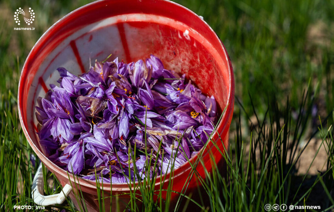 کمبود زعفران ایرانی و تاثیر آن در غذاهای جهانی