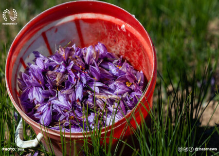 کمبود زعفران ایرانی و تاثیر آن در غذاهای جهانی