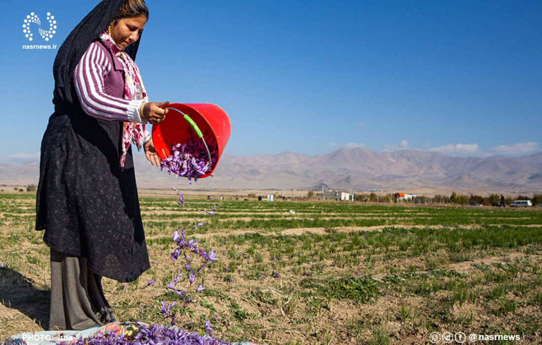 رفع تنگناهای ارزی صادرات زعفران/ ۹۰ درصد زعفران دنیا را تامین می‌کنیم