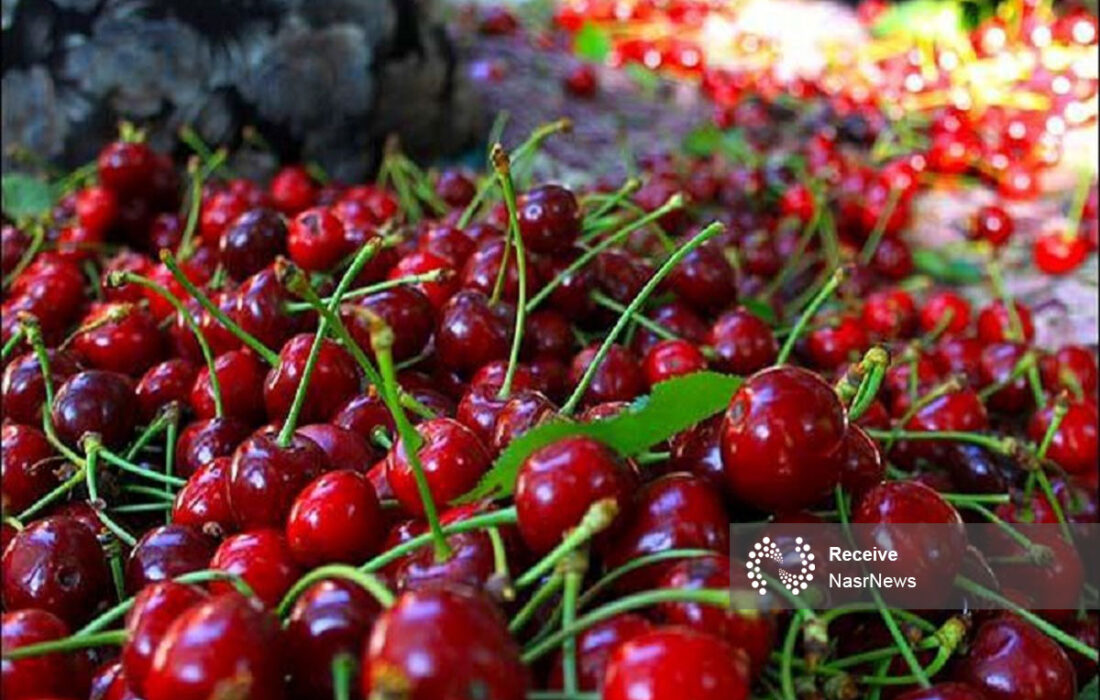 ۱۵ درصد باغات آلبالوی کشور در آذربایجان شرقی است/مقام دوم استان در تولید آلبالو