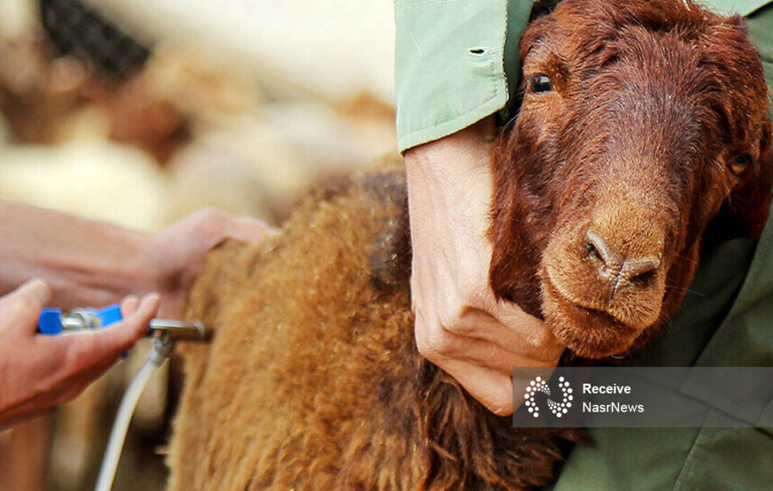 ​۹۲ درصد از جمعیت دام آذربایجان شرقی علیه بیماری طاعون واکسینه شدند