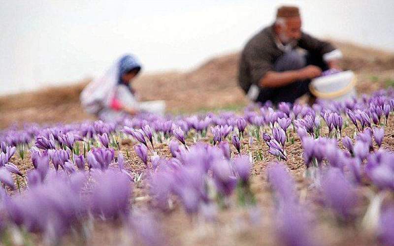 ۸۰ درصد زعفران دنیا در ایران تولید می‌شود