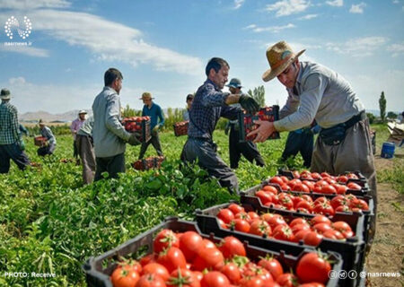 تغییر سقف قیمت گوجه فرنگی طی روزهای آینده