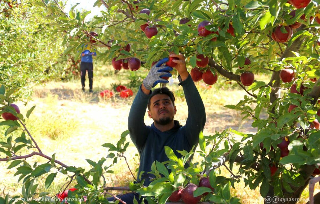 صادرات سیب مراغه سه برابر شد