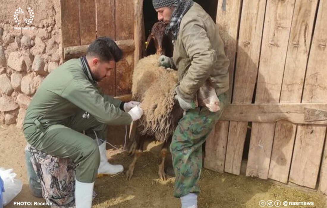 خدمات رایگان دامپزشکی در ۱۴۰ روستای آذربایجان شرقی