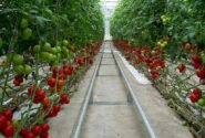 صادرات ۱۰۰ میلیون دلاری محصولات گلخانه ای از آذربایجان شرقی