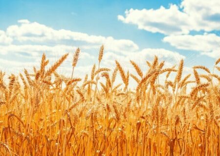 آذربایجان شرقی در کشور در زمینه سطح کاشت گندم جایگاه سوم را دارد